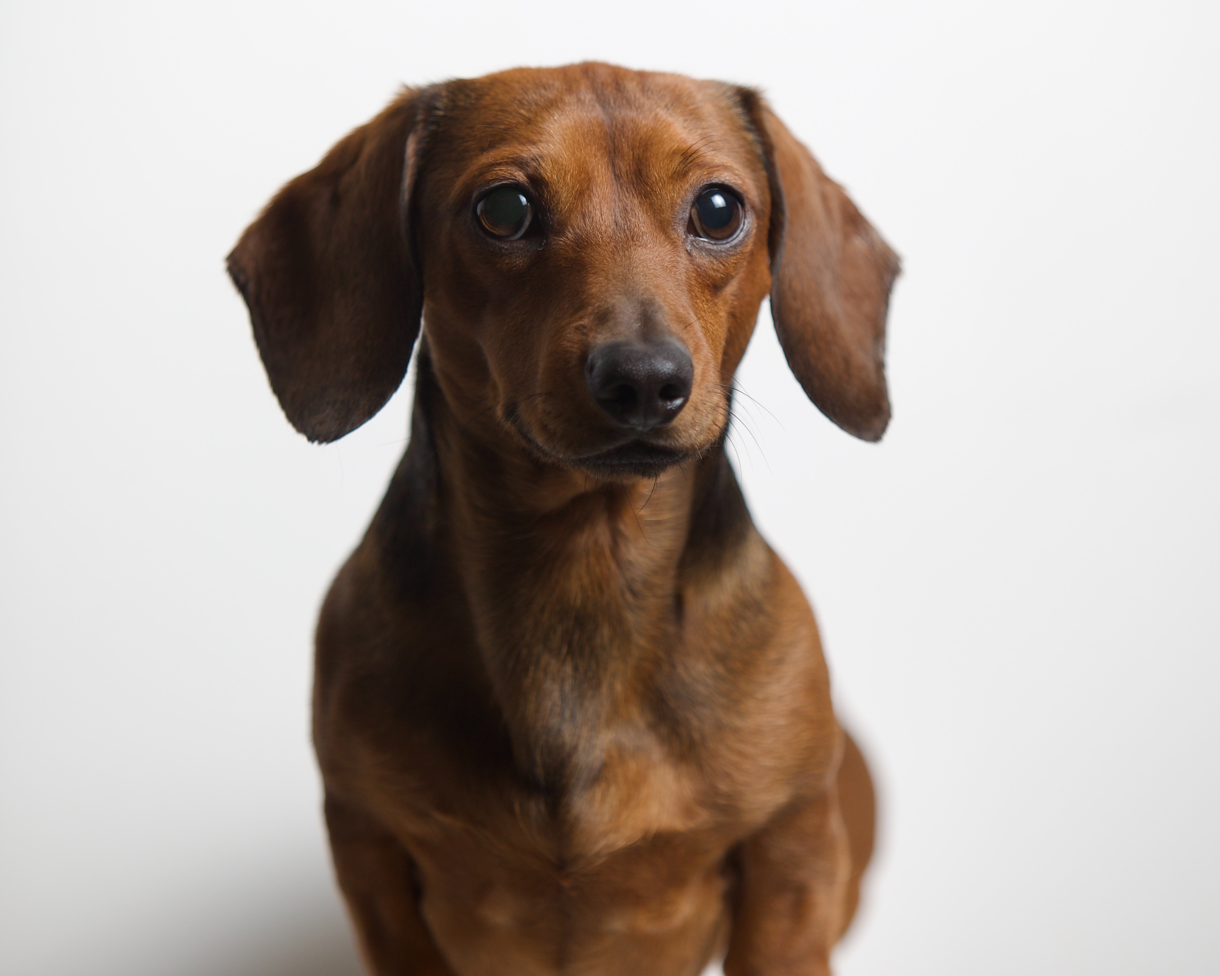 Dachshund Dog Breed Information & Characteristics