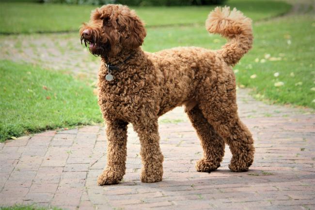 Labradoodle oodle cheap