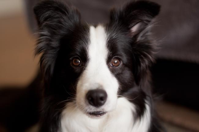 are border collies good protection dogs