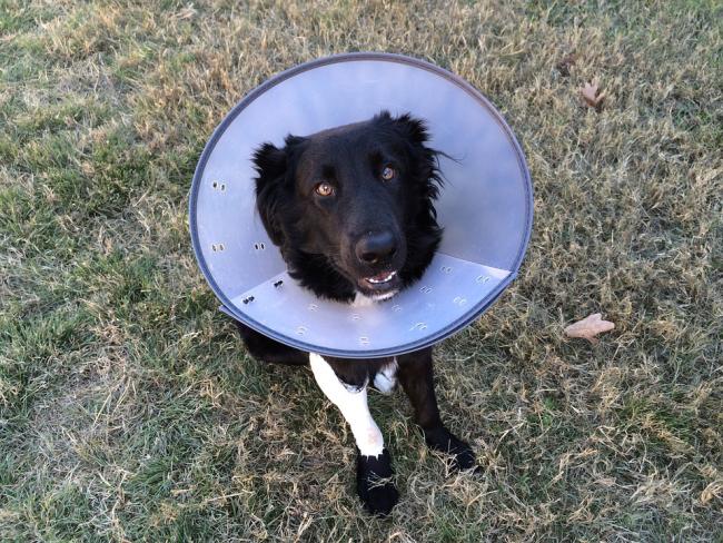 Dog plastic outlet head cone