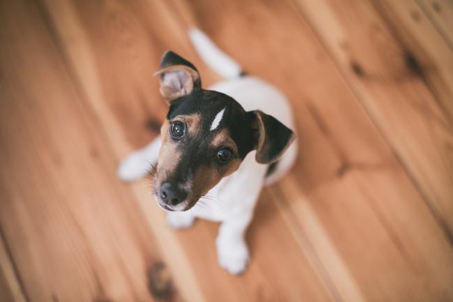 Jack Russell Terrier, Dog Breed Information