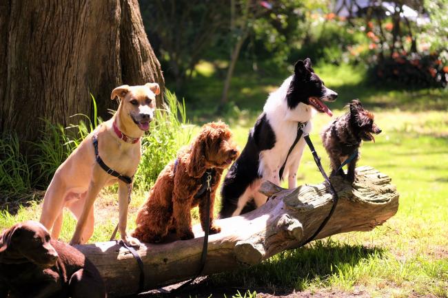 Tips for walking outlet multiple dogs at once