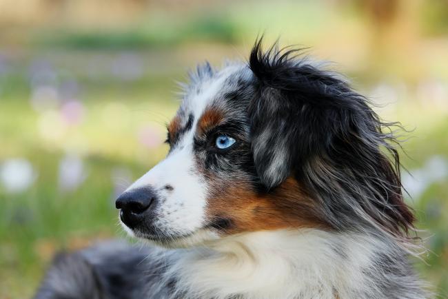 Australian shepherd sales one blue eye