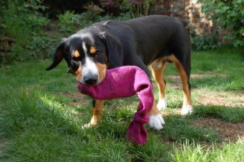 DIY Dog toys: Rope toy & treat dispenser! 