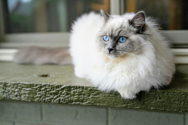 Ragdoll breed sales