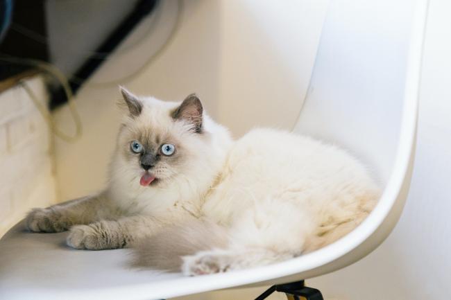 Breed Spotlight: The Ragdoll Cat